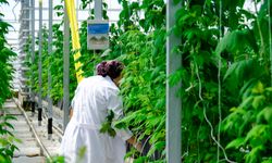 Şiddetli yağıştan sonra en kritik tarım dersi ortaya çıktı