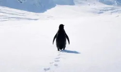 Adnan Menderes Anadolu Lisesi | POPÜLER PENGUENDEN GÜNÜMÜZ İNSANINA: KALABALIK YAL(I)NIZLIK