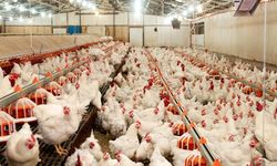 Tavuk ihracatına "Ramazan" freni: Bakanlık yarından itibaren durduruyor