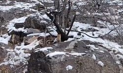 Tunceli’de yaban hayatı kışla mücadele ediyor