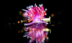 Türkiye’nin en genç sualtı fotoğrafçısı Çeşmeli Doğa Ergün’den gururlandıran başarı