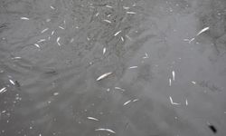 Uludere Çayı’nda toplu balık ölümleri paniğe yol açtı