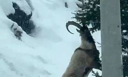 Aladağlar’da yaban hayatı göz kamaştırıyor