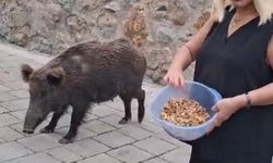 Safiye Soyman, Bodrum’daki evinde yaban domuzunu besledi