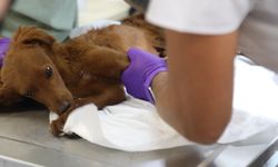 Bayraklı’da hayvan bakımevi yenilenerek kapasitesi artırıldı