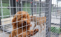 Buca’da can dostlara yıldızlı bakım