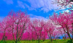 İznik Ovası baharla canlandı