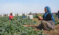 'Aile Yılı' Bilançosu: 2025’te 404 Bin Kadın Çalışma Hayatından Koptu!