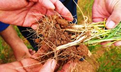 Çiftçilere hububatta hastalık riskine karşı erken müdahale uyarısı