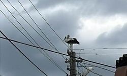 Dereköy’de leylek eski yuvasına dönemiyor