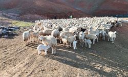 Dronla kaydedilen görüntüler hayvancılık meraklılarını büyüledi