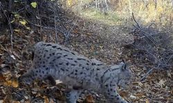 Erzincan’da nadir görülen Avrasya vaşağı görüntülendi