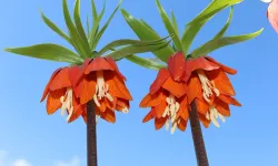 Gördüğünüz yerde kaçın! Koparmanın bedeli bir araba parası: İşte o yasaklı çiçek...