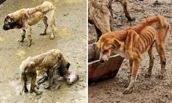 Hayvanseverler barınağa akın etti, gördüklerine inanamadı! 'Köpekler birbirini yiyordu'
