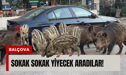 İzmir'de aç kalan yaban domuzları şehre indi