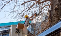 Karşıyaka’da budama seferberliği başladı