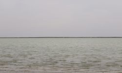 Kırşehir Seyfe Gölü’nde flamingo şöleni