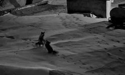 Köye inen 2 tilkinin kavgası kameraya yansıdı