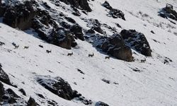 Munzur’da yaban keçilerinin zorlu kış mücadelesi görüntülendi