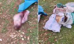 Şanlıurfa'da arazide kesilmiş at kafası ve parçaları bulundu