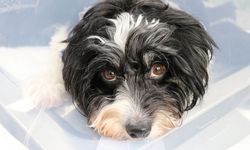 Şaşırtan operasyon: Köpeğin karnından 140 taş çıkarıldı