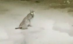 Teravih namazından dönen vatandaş vaşağı görünce kamerayı açtı!