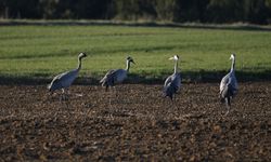 Turna ailesi Kastamonu’da objektiflere yansıdı
