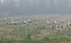 Yüzlerce leylek aynı anda Edirne’de toplandı, görenler hayran kaldı