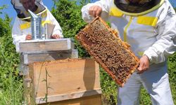 Arılarla geçen 70 yıl: Bir ömre sığan 7 bilgelik dersi