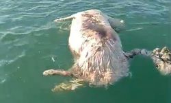 Sahil açıklarında ölü inek bulundu