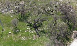 Gülistan Doku dosyasında yeni görüntü: İddia edilen mezar havadan tespit edildi