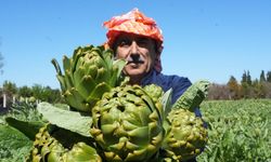 Karaciğeri yenileyen urla mucizesi hasat ediliyor!