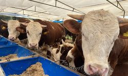 Geri sayım başladı! İzmir’de kurban pazarlarında hareketlilik başladı