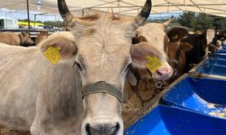 Kurban kesecekler dikkat: 2026 kuralları açıklandı, ihlal edene dev ceza!