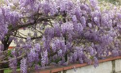 Balıkesir’de bahar mor renge büründü