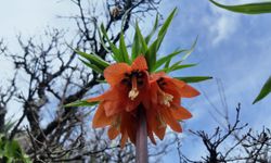 Ters laleler açtı: Seyri bedava, koparması 700 bin TL