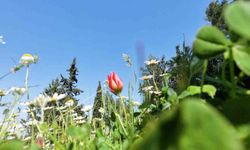 Bir tanesini bile koparmanın cezası araba bedeli: Sakın elinizi sürmeyin!