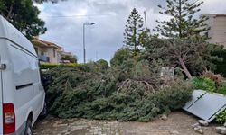 Çeşme'de fırtına etkili oldu: Alaçatı'da ağaçlar devrildi