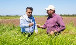 Dikili’de yeni sezon başladı: Kırgöz tarlada
