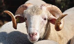 Diyanet 2026 kurban vekalet bedellerini açıkladı! İşte rakamlar