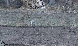 Erzurum’da nesli tehlikedeki vaşak görüntülendi