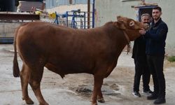 'Fırtına' isimli kurbanlık dana rekor fiyata satıldı!