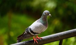 Güvercinleri bu yöntemlerle balkonunuzdan uzak tutabilirsiniz!