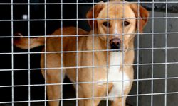 İZSİAD’dan ‘Her Fabrikaya Barınaktan Bir Köpek’ çağrısı güçleniyor
