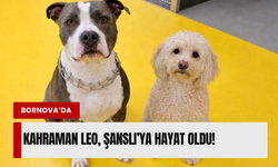 Kahraman Leo, can dostu Şanslı’ya hayat oldu