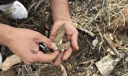 Kastamonu’da yanan ormandan bereket fışkırdı: Kilosu bin liralık servet!