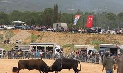 Kemalpaşa’da 3. Boğa Güreşi Festivali başlıyor