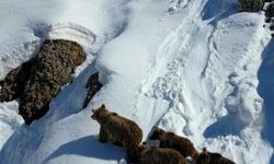 Bingöl’de kış uykusundan uyanan ayılar dronla görüntülendi