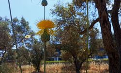 Kuşadası’nın simgesi Tülüşah tehlike altında