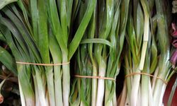 Yılın seçili otu: Körmen